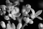 Galium odoratum, I - 16 x 24 giclée on canvas (pre-mounted)