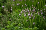 Herb Garden - 20 x 30 giclée on canvas (unmounted)