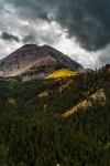 Forests in the Highlands - 40 x 60 lustre print