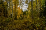 Mountain Afternoon, I - 40 x 60 lustre print