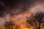 Winter Trees - 20 x 30 lustre print