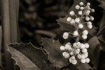 Mahonia aquifolium - 40 x 60 giclée on canvas (unmounted)