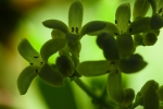 Galium odoratum, III - 20 x 30 giclée on canvas (unmounted)